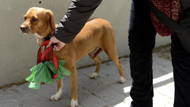 Freddie, el perro que ayuda todos los días a su dueña cuando le da un ataque de convulsiones