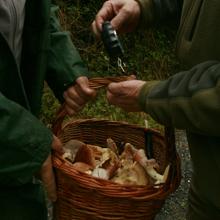 Temporada de recolectores de setas y hongos: los guardas forestales velan por la recogida y peso legal en los montes