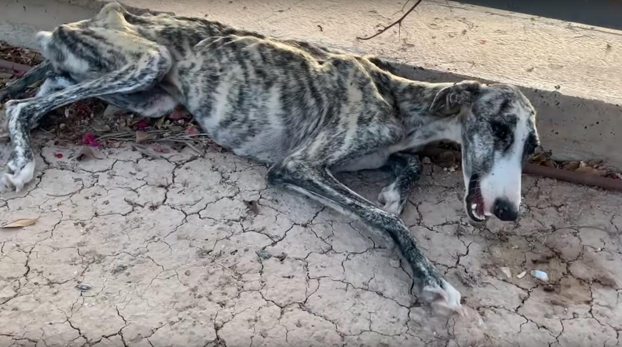 Matilda antes de ser rescatada por Galgos del Sol Animal Rescue