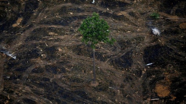 Brasil registra la peor tasa de deforestación en una década