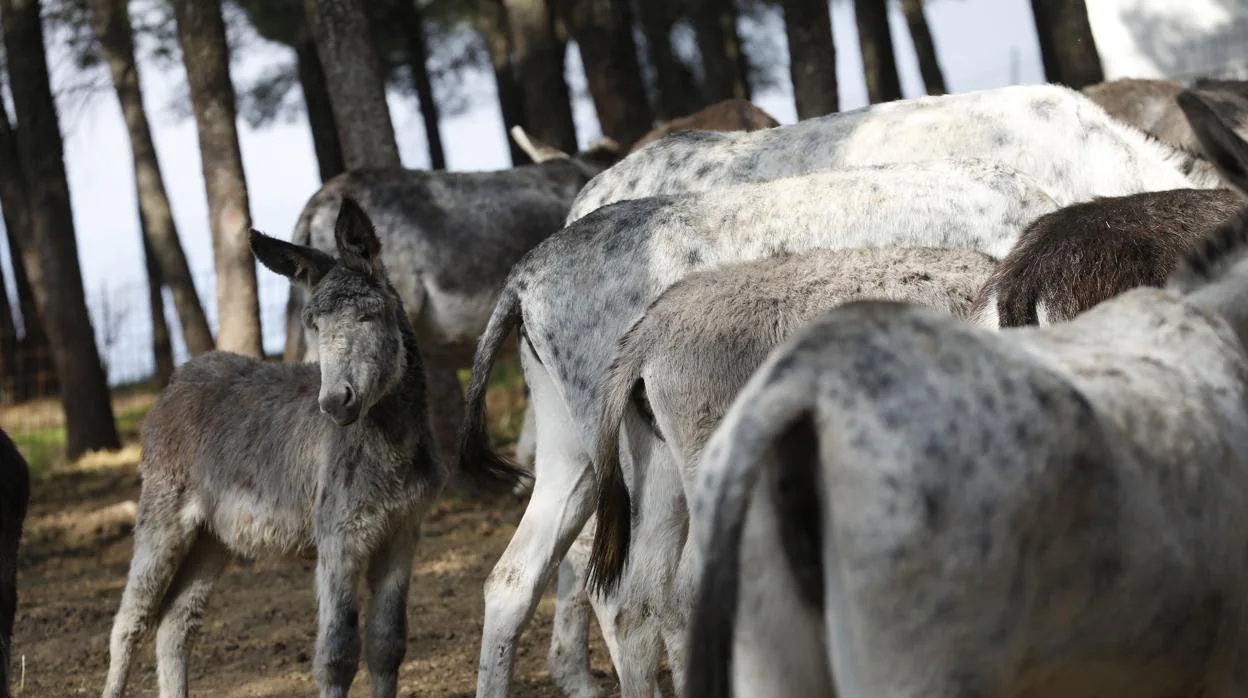 La mitad de la población mundial de burros puede desaparecer en 5 años por  la medicina tradicional china