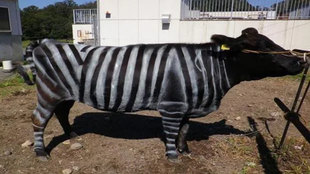 Vacas pintadas como cebras para prevenir enfermedades