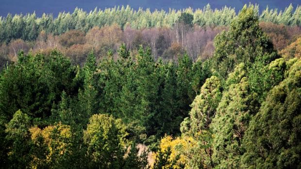 España encadena 15 años con más superficie de bosque