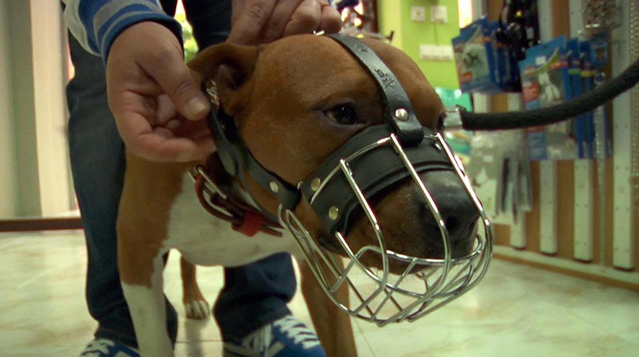 Los perros deberán viajar con bozal para subir al autobús