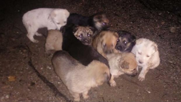 Ofrecen 1.000 euros por localizar a quien abandonó a nueve cachorros en un monte de La Coruña