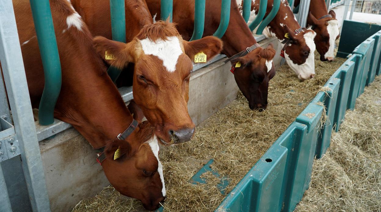 Imagen de archivo de unas vacas alimentándose en una granja