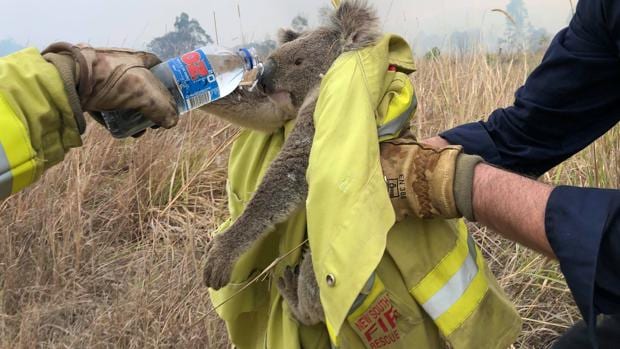 No, el koala no está «funcionalmente extinto» en toda Australia, pero sí tiene problemas