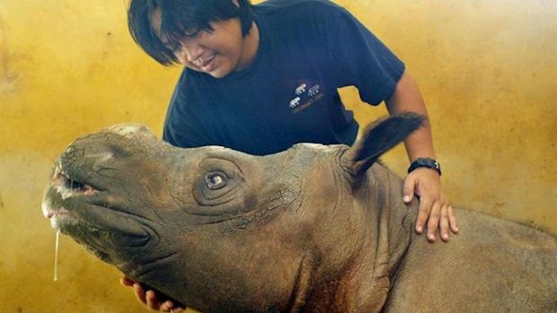 Muere Imam, la última rinoceronte de Sumatra de Malasia
