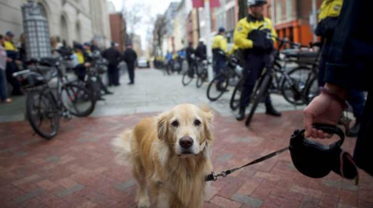 Una pareja busca una persona para que cuide dos perros de la raza Golden Retriever