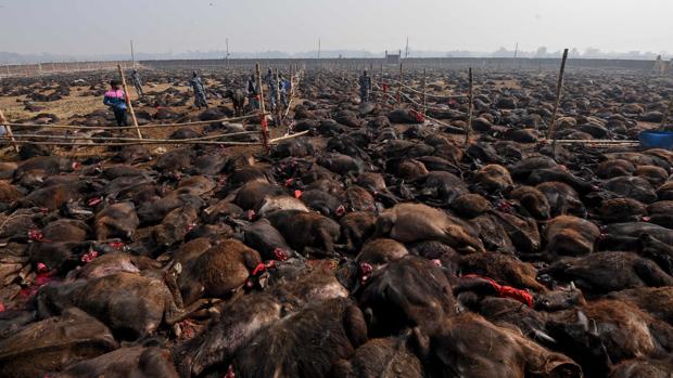 El mayor sacrificio de animales del mundo se lleva a cabo en Nepal