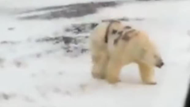 Indignación por la aparición de un oso polar con el mensaje «T-34» pintado sobre su cuerpo