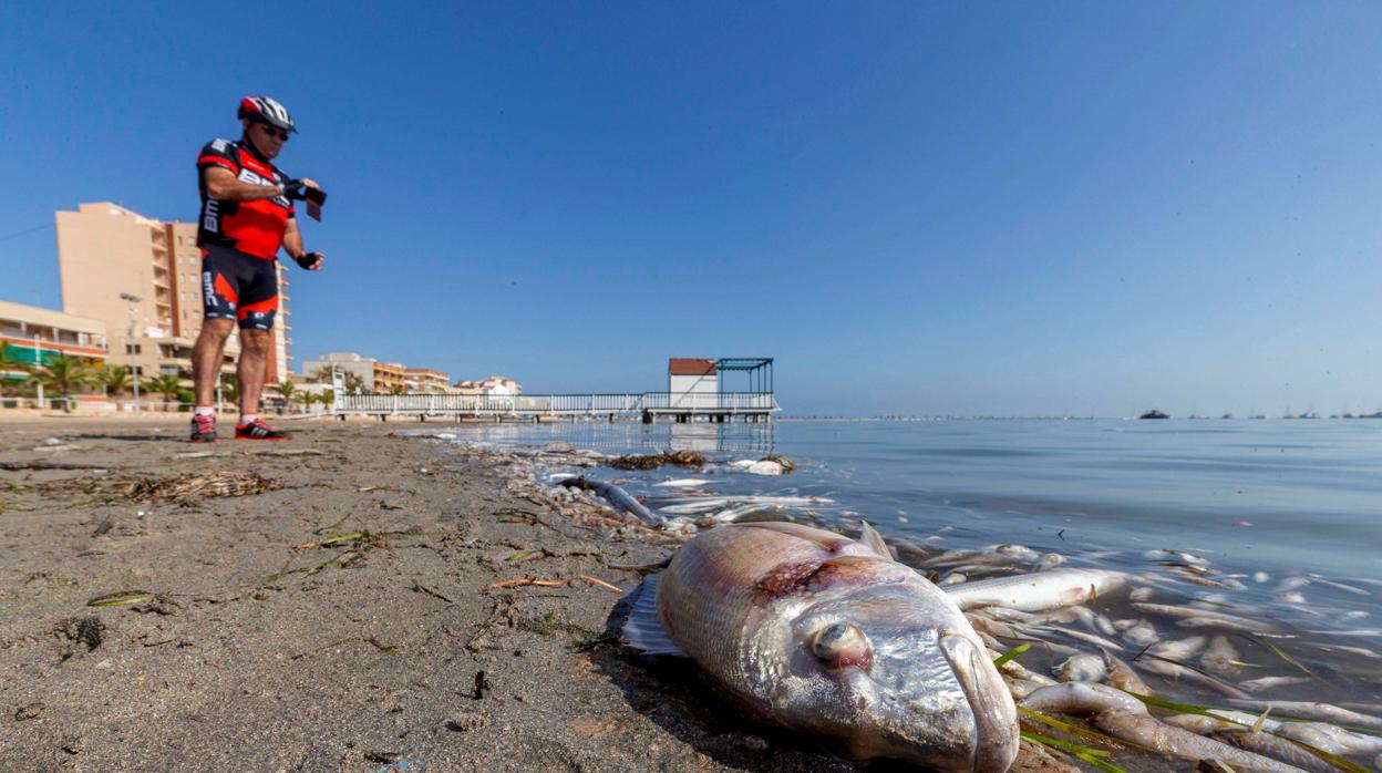 Peces muertos en una playa del Mar Menor por la pérdida de oxígeno