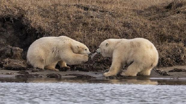 La imagen de los efectos de la contaminación: dos oseznos luchan por comerse un trozo de plástico