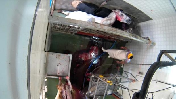 El impactante vídeo que muestra el maltrato a animales en un matadero de Albacete