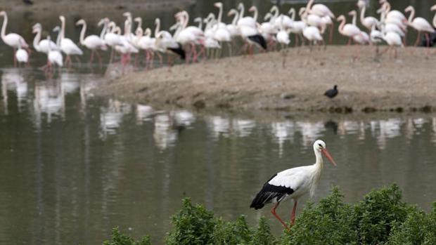 La Confederación Hidrográfica del Guadalquivir revierte la sobreexplotación del acuífero de Doñana