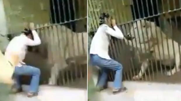 Un león muerde el brazo de su cuidador en un zoológico delante de los visitantes