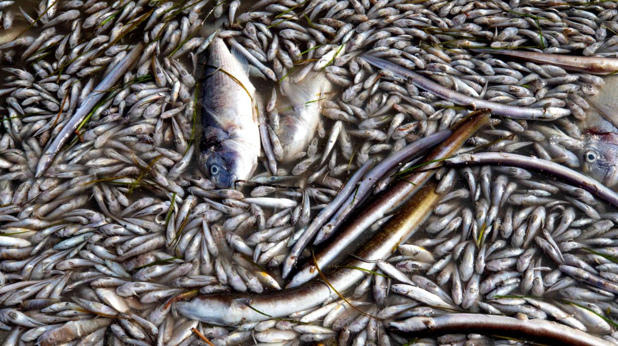 Peces muertos en el Mar Menor