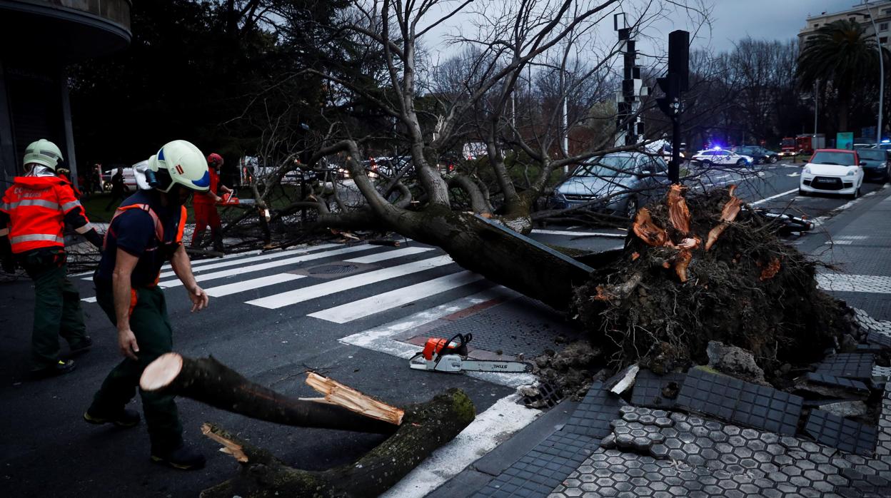 Varios operarios retiran un árbol caído por el viento en San Sebastián