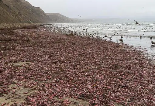 Invasión de peces pene en una playa de California