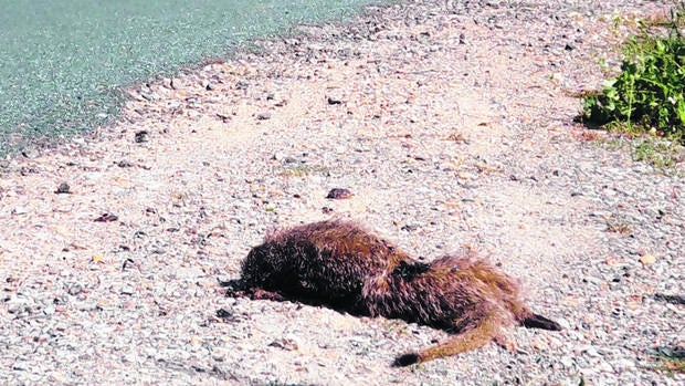 Los accidentes de tráfico con animales suben un 21% en dos años en España