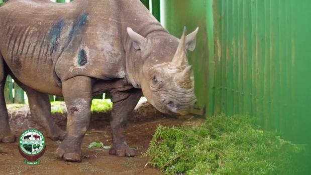 Muere el rinoceronte más longevo del mundo a los 57 años en Tanzania