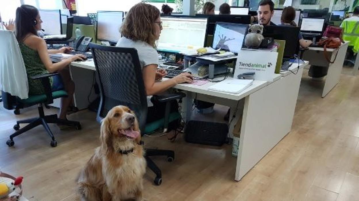 ¿Es beneficioso llevar a nuestro perro a la oficina?