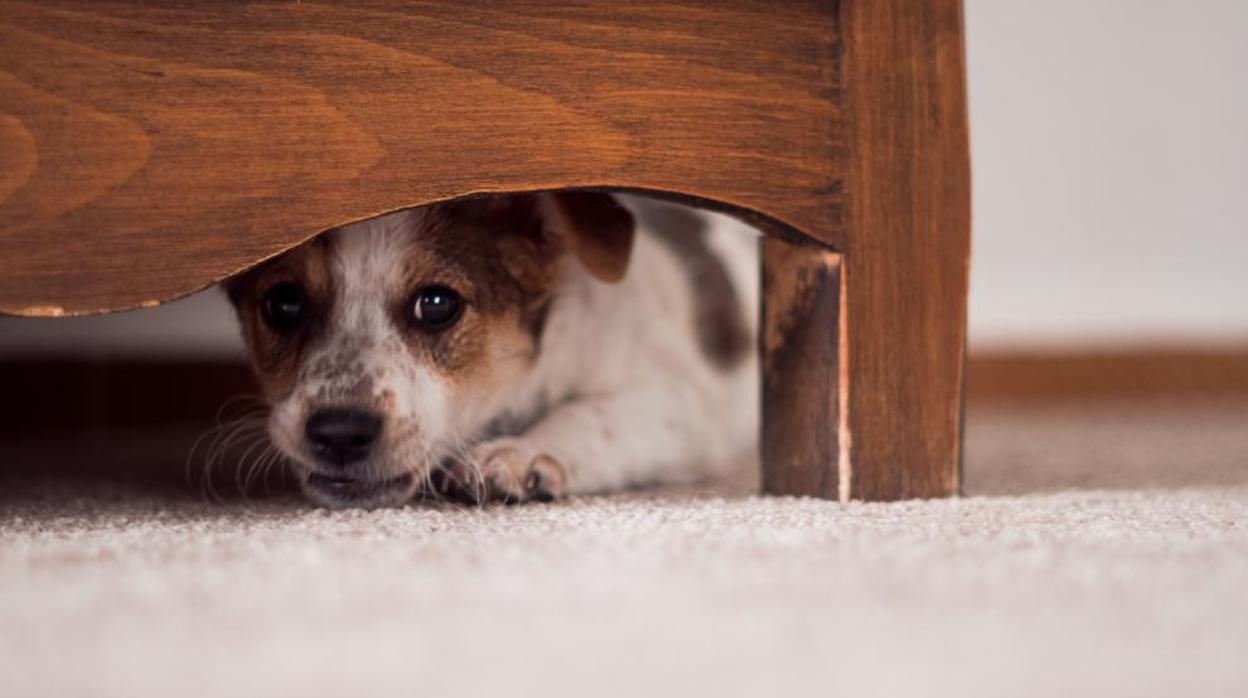 Petardos y pirotecnia: lo que para algunos significa fiesta, para las mascotas se traduce en miedo