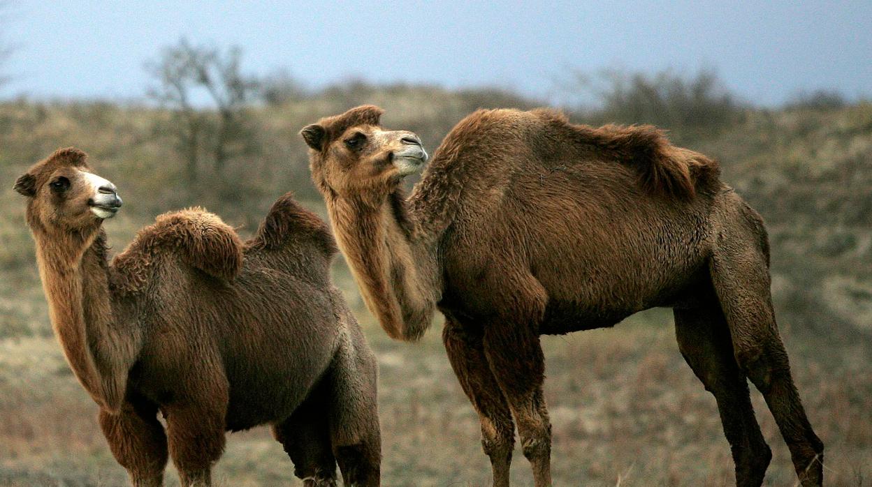 Australia sacrificará a miles de camellos disparándoles desde helicópteros por la grave sequía