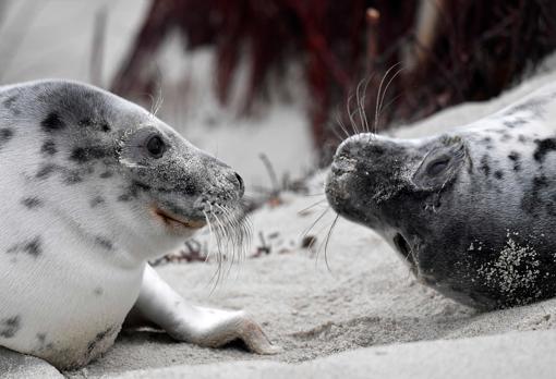 Cientos de focas acuden a la isla alemana de Helgoland para dar a luz