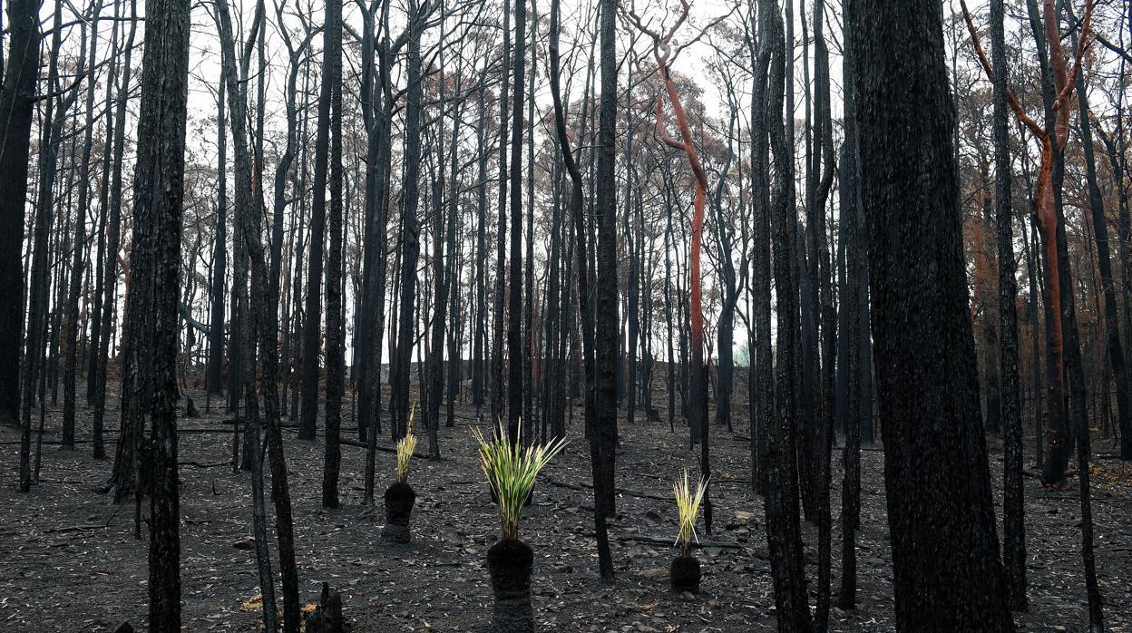 Las plantas crecen de las cenizas de un bosque afectado por los incendios forestales en Bilpin, Australia,