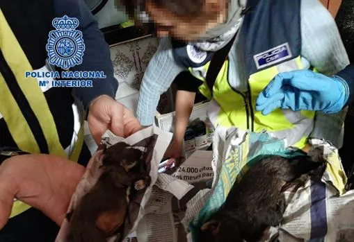 Las dos crías de chihuahuas que la Policía encontró congeladas en el zulo