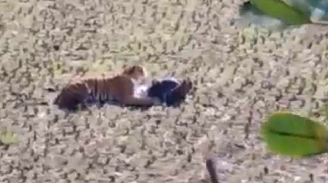 Un hombre sobrevive al ataque de un tigre en la India