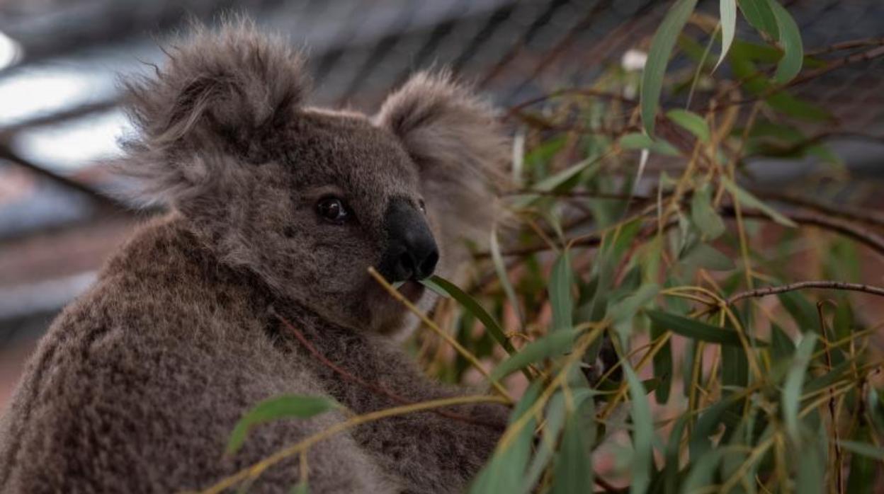 Imagen de archivo de un koala