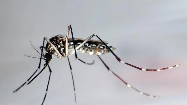 La Organización Panamericana de la Salud alerta del récord de casos de dengue