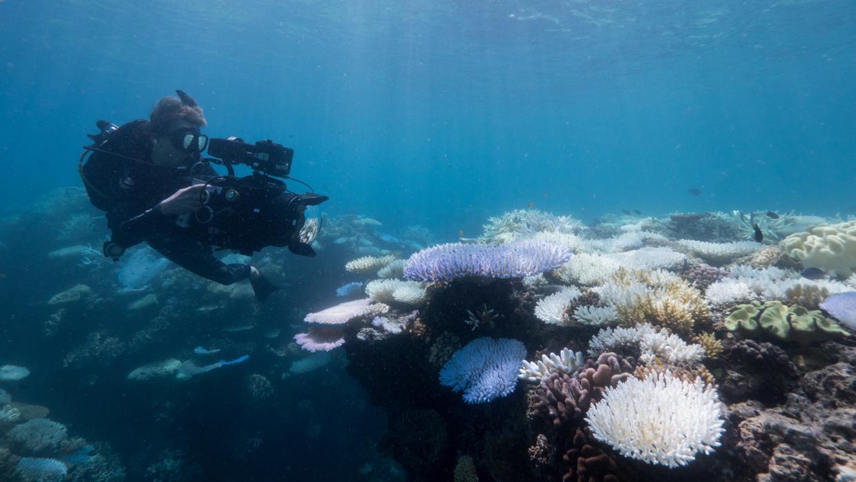 La Gran Barrera de Coral se encuentra al borde de un nuevo episodio de blanqueo