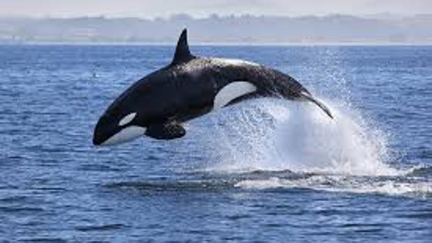 Canadá creará un «santuario» para orcas y belugas liberadas de su cautivero en acuarios