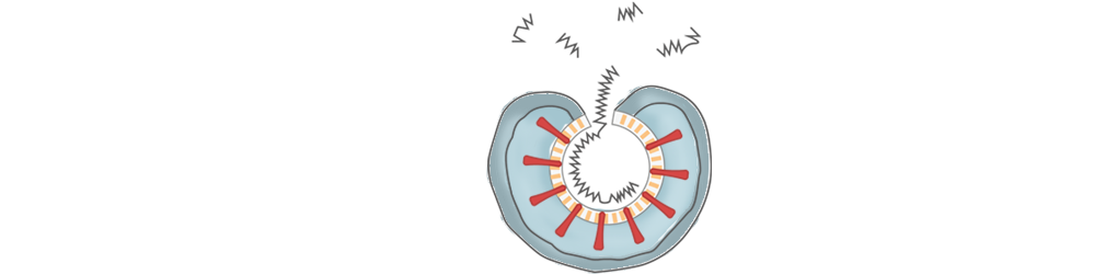 Así secuestra tus células el coronavirus