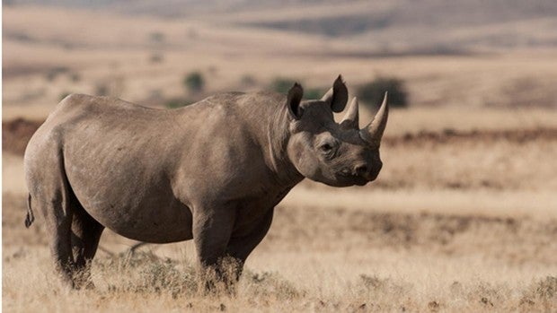 El rinoceronte africano se aleja del peligro de extinción