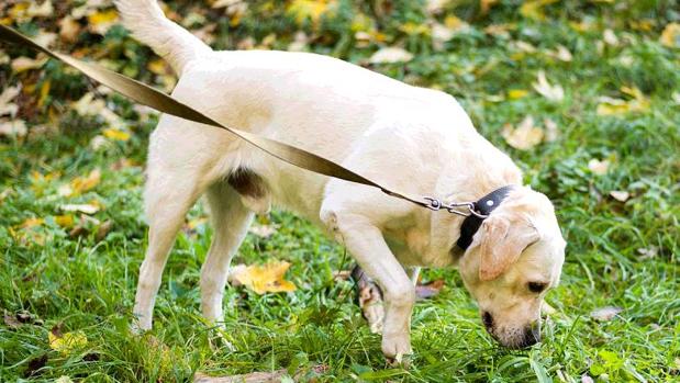 «Que los perros tampoco socialicen»