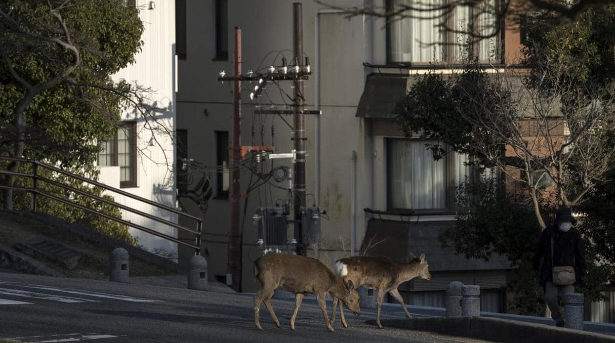 Los ciervos sica cruzan una carretera vacía por el coronavirus en Nara, Japón