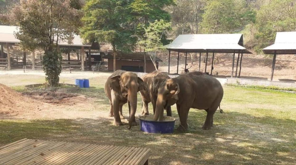 Un grupo de elefantes recibe alimento en plena campaña de donaciones por el coronavirus