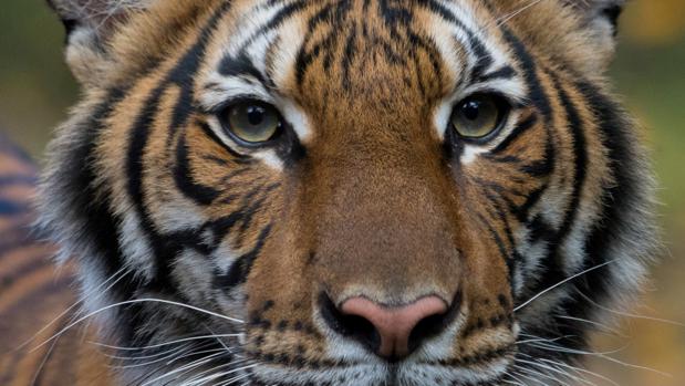 Un tigre en el zoológico del Bronx de Nueva York da positivo por coronavirus