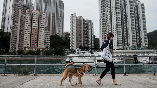 La ciudad china de Zhuhai se une a Shenzhen y prohíbe el consumo de perros y gatos