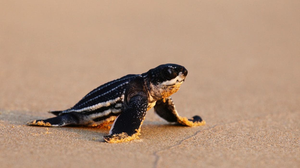 Tortugas marinas en peligro de extinción anidan en las playas vacías  durante el confinamiento por coronavirus