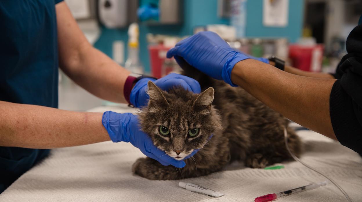 Dos gatos, las primeras mascotas que dan positivo por COVID-19 en Estados Unidos