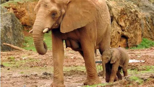 El parque de Cabárceno abre una votación en Facebook para bautizar a la elefanta nacida en febrero