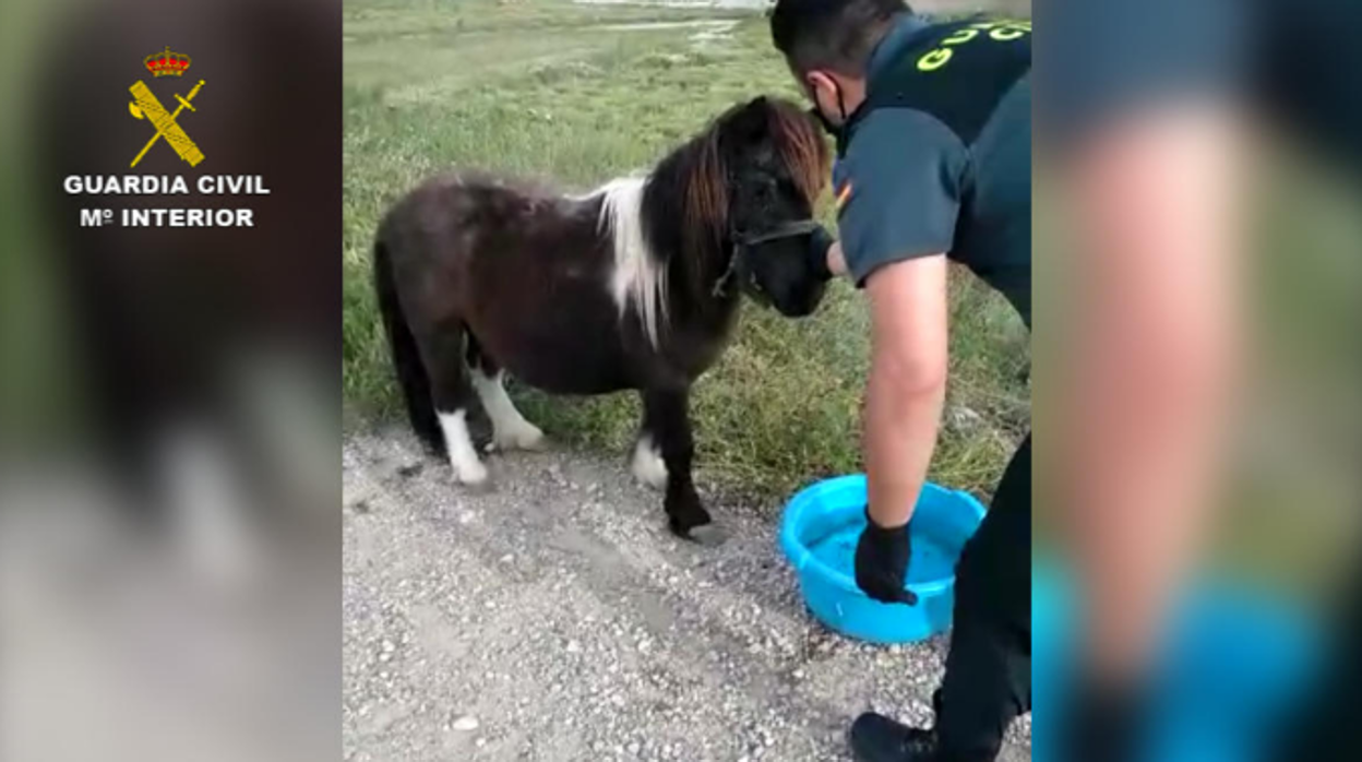 Denunciado por abandonar a un poni y dejarlo atado al sol y sin agua durante horas en Lorca