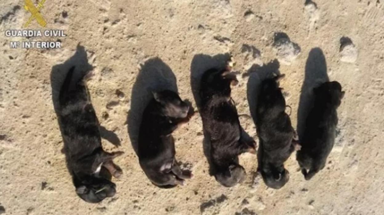 Imagen de los cachorros asesinados facilitada por la Guardia Civil