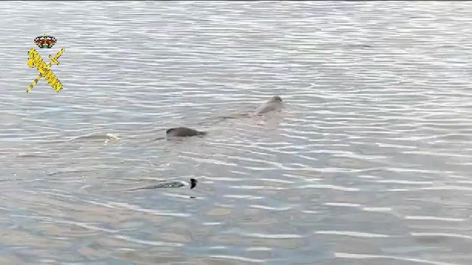 Avistado un tiburón de ocho metros frente a la playa de La Mamola, en Granada