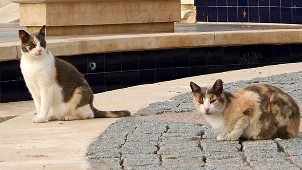 Localizan un gato asintomático infectado por coronavirus en La Rioja